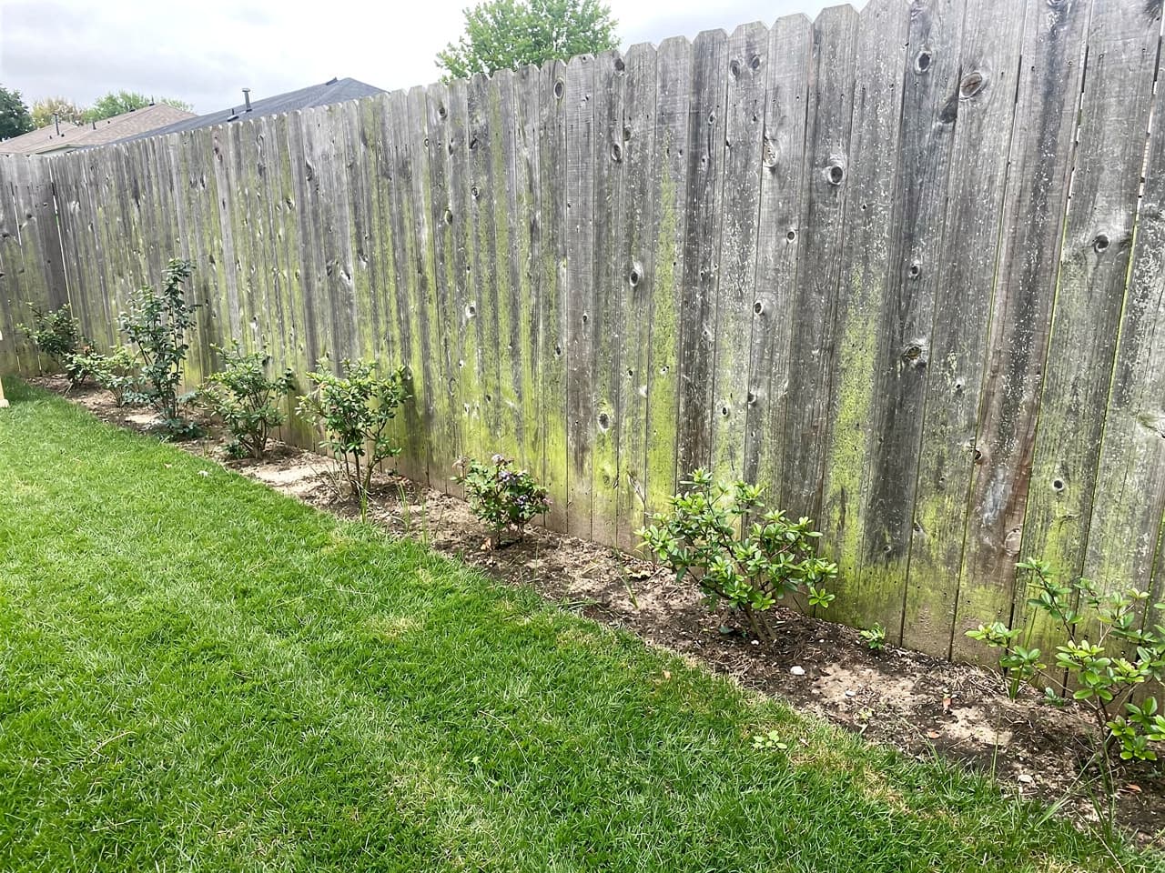A cedar privacy fence weathered gray with a green algae film